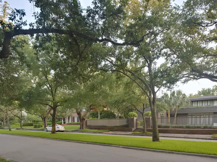 A tree-lined residential street in Boulevard Oaks, Houston